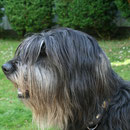 Pipi