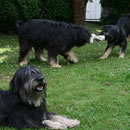 Pipi, Aaron, Amos