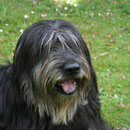 Pipi