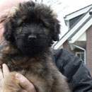 Holland 12.01.2011