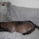 31.10.12 Amy - unser Mädchen