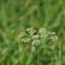 2018_08_23 auf der Wiese