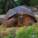 2017_03_ Insel Praslin, ... ausruhen ... 