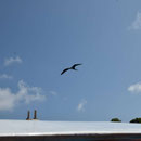2017_03_29 Insel Aride - Fregattvogel - 2 m Flügelspannweite