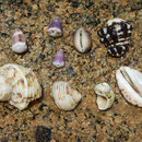 2017_03_ Insel Praslin, Strand - Muscheln dürfen nicht mitgenommen werden