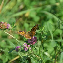 2018_08_23 auf der Wiese