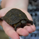 2017_03_19 Insel Moyenne, die Schildkröte ist drei Wochen alt
