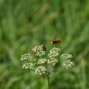 2018_08_23 auf der Wiese