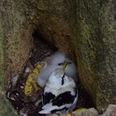2017_03_23 Insel Cousin - Weiß-Schwanz-Tropicvogel