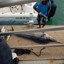 2017_04_01 Insel Praslin , 90 kg Fisch im Hafen