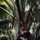 2017_03_22 Insel Praslin ,  Vallee de Mai _ Meereskokosnuss Coco de Mer