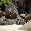 2017_03_ Insel Praslin, Strand