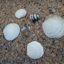 2017_03_ Insel Praslin, Strand - Muscheln dürfen nicht mitgenommen werden