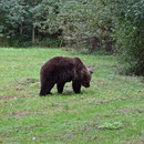2018_08_24 Müritz - Bärenwald 