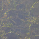 2018_08_24 Fische in der Mürtiz