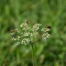 2018_08_23 auf der Wiese