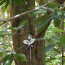 2017_03_23 Insel Cousin - Weiß-Schwanz-Tropicvogel