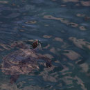 2017_03_24 Insel Praslin -  Meeresschildkröte im Hafenbecken
