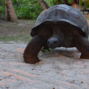 2017_03_ Insel Praslin, unser Hotel - eine der vier Schildkröten