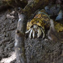 2017_03_29 Insel Aride - Einsiedlerkrebs