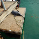 2017_04_01 Insel Praslin , 90 kg Fisch im Hafen