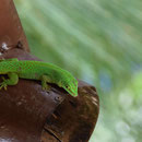 2017_03_ Insel Praslin, Eidechsen grün und braun überall anzutreffen