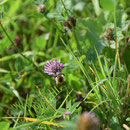 2018_08_23 auf der Wiese