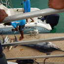 2017_04_01 Insel Praslin , 90 kg Fisch im Hafen
