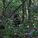 2018_08_24 Müritz - Bärenwald 