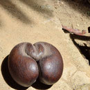 2017_03_22 Insel Praslin ,  Vallee de Mai _ Meereskokosnuss Coco de Mer