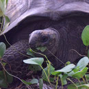2017_03_ Insel Praslin, unser Hotel - eine der vier Schildkröten
