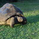 2017_03_ Insel Praslin, unser Hotel - eine der vier Schildkröten
