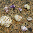 2017_03_ Insel Praslin, Strand - Muscheln dürfen nicht mitgenommen werden
