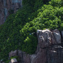 2017_03_29 Insel Aride - Fregattvogel