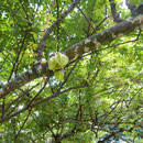 2017_03_20 Insel Mahé, Victoria, Botanischer Garten