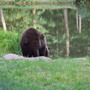 2018_08_24 Müritz - Bärenwald 