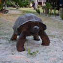 2017_03_ Insel Praslin, unser Hotel - eine der vier Schildkröten