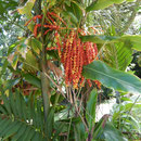 2017_03_20 Insel Mahé, Victoria, Botanischer Garten