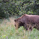 2018_08_24 Müritz - Bärenwald 