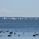 2018_08-28 Regatta