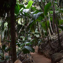 2017_03_22 Insel Praslin ,  Vallee de Mai _ Meereskokosnuss Coco de Mer