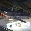 Whal