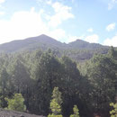 Der Weg wechselt zwischen Wald und Lavafeldern