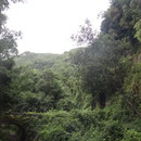Der Lorbeerwald bei La Galga