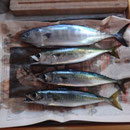 Gleich am ersten Tag Fisch an der Angel
