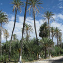 Palmenoase in San Ignacio