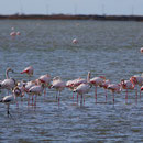 Flamants roses - Salin de Giraud mars 2014
