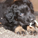 Kahlua
