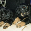 Kody & Kordez