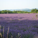 Les lavandes du plateau d''Albion en Provence
